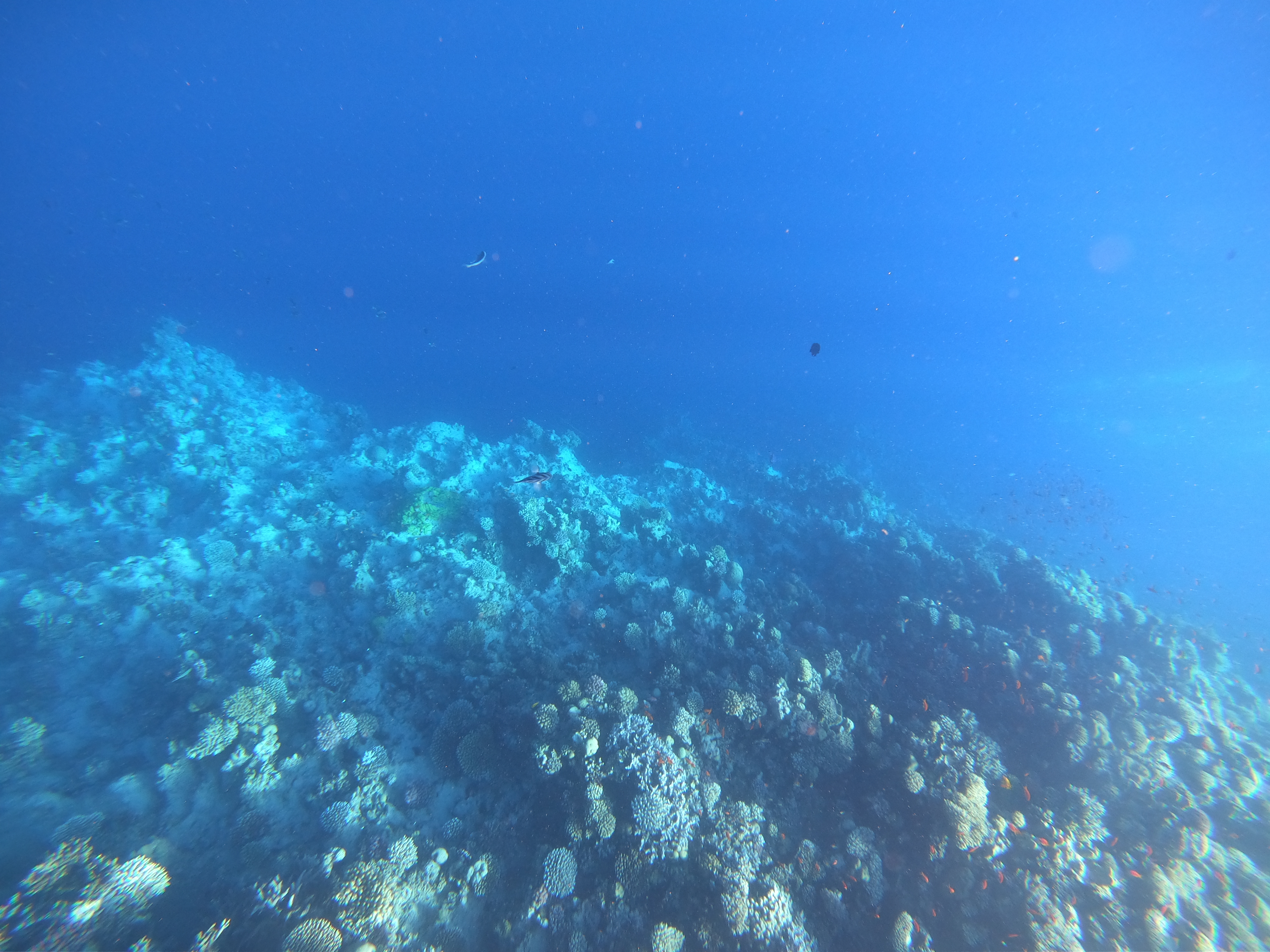 Dahab - Album DiveTime